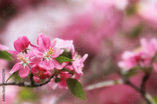 Pretty Spring Blossoms © Stephanie Frey