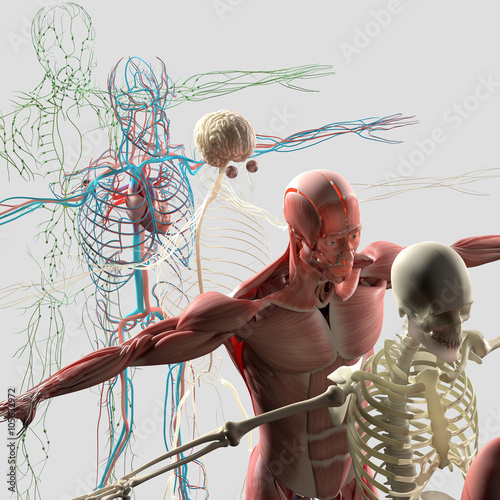 Billede på lærred Human anatomy exploded view, deconstructed showing separate parts, muscles, organs, bones