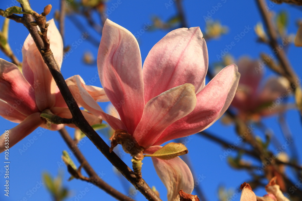 Pink magnolia flowers with blue sky Pink magnolia flowers with blue sky