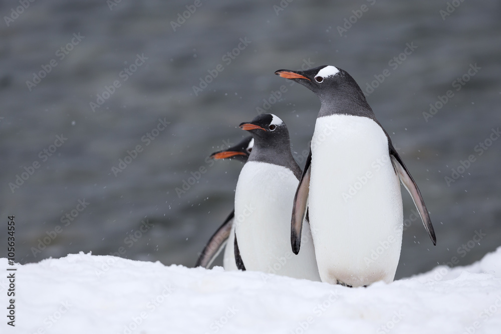 Obraz premium Gentoo Penguins, Antarctica. 