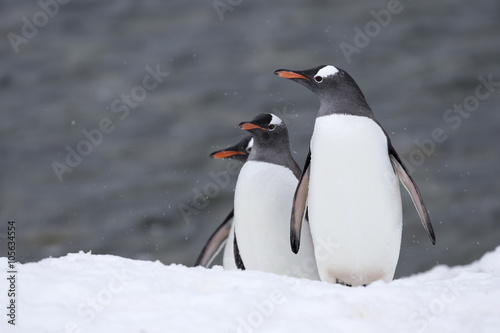 Gentoo Penguins  Antarctica. 