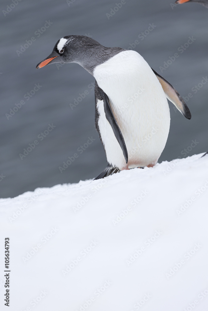 Obraz premium Gentoo Penguin, Antarctica. 