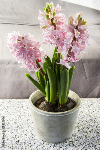 Hyacinths in a pot  blue and pink. Grey background.