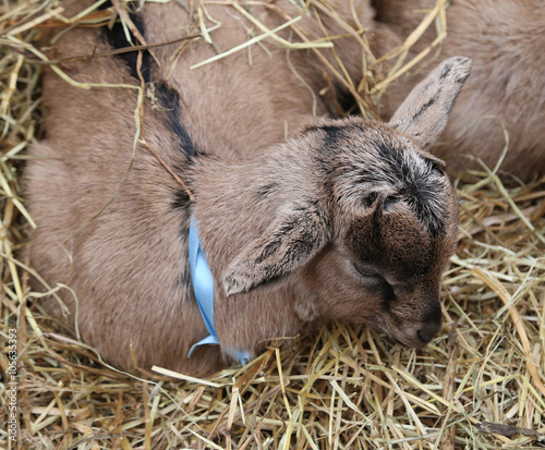 young newborn Kid in the straw with the soft coat and colored ri