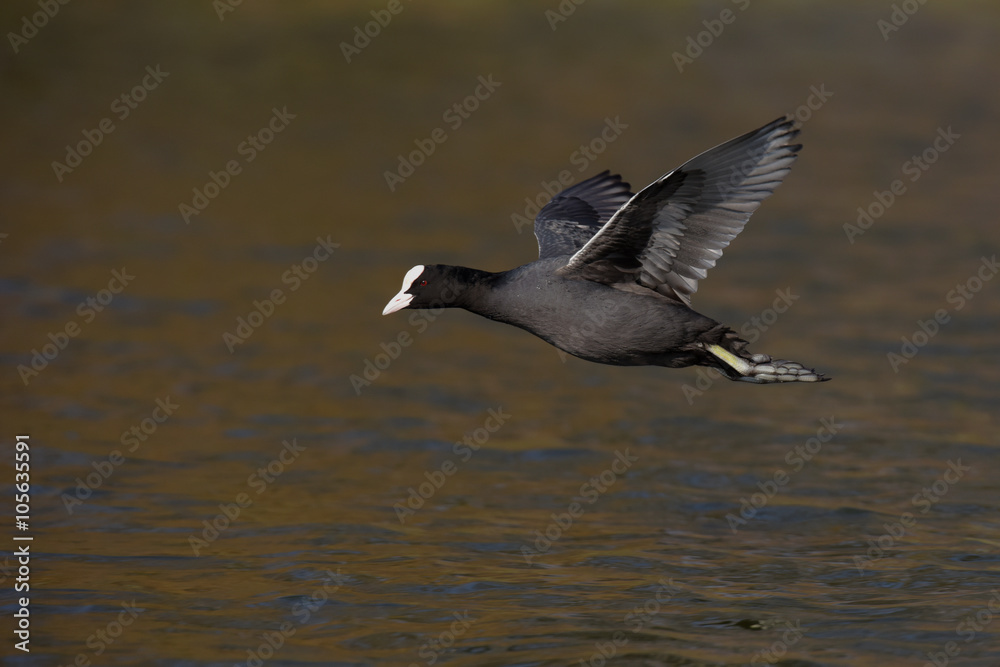 Eurasian Coot, Coot, Fulica atra - in the flight Eurasian Coot, Coot, Fulica atra - in the flight