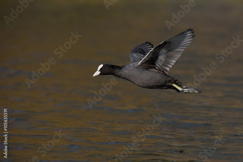 Eurasian Coot, Coot, Fulica atra - in the flight