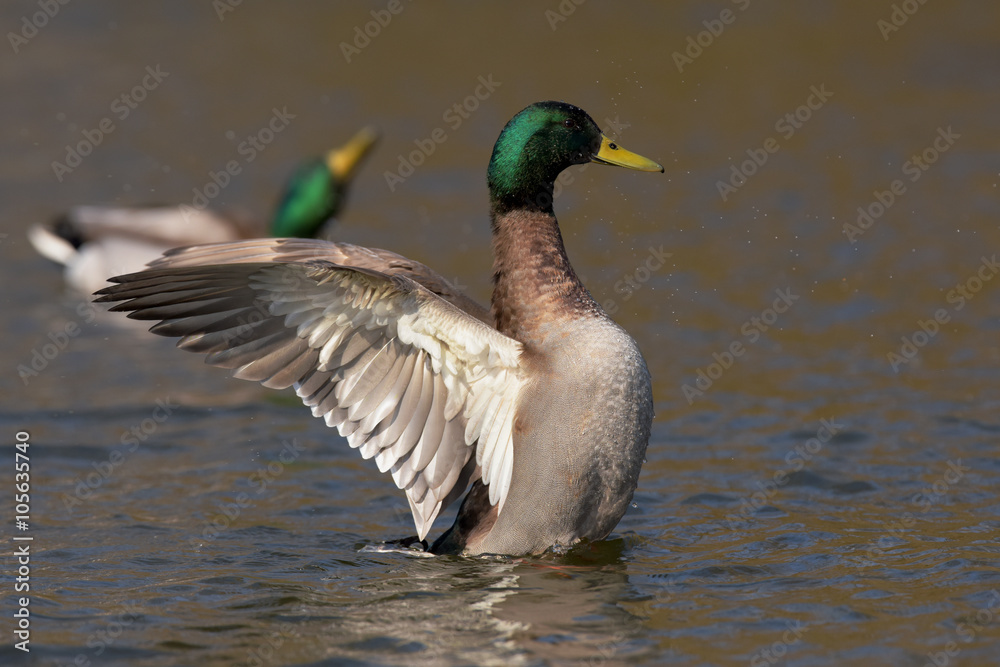 Mallard, Duck, Anas platyrhynchos Mallard, Duck, Anas platyrhynchos
