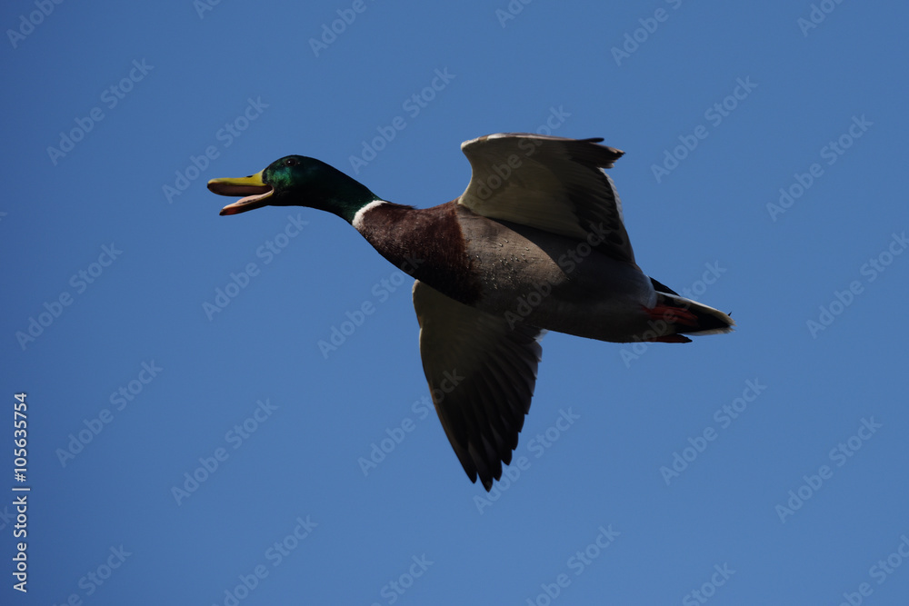 Mallard, Duck, Anas platyrhynchos Mallard, Duck, Anas platyrhynchos