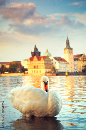 Swans on the river Vltava in Prague