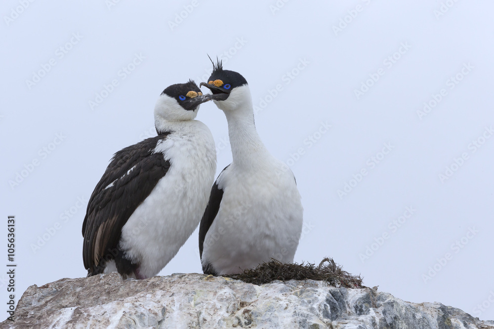 Antarctic shag, Phalacrocorax (atriceps) bransfieldensis, Antarctica.
Also caled: Blue-eyed shag. Antarctic shag, Phalacrocorax (atriceps) bransfieldensis, Antarctica.
Also caled: Blue-eyed shag.