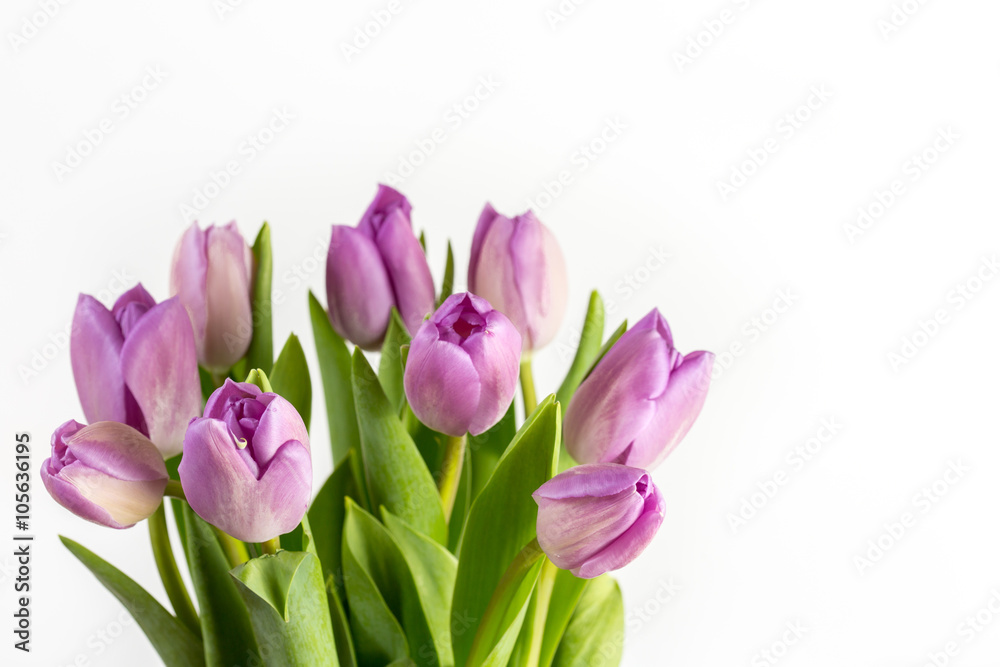 Purple tulips flowers