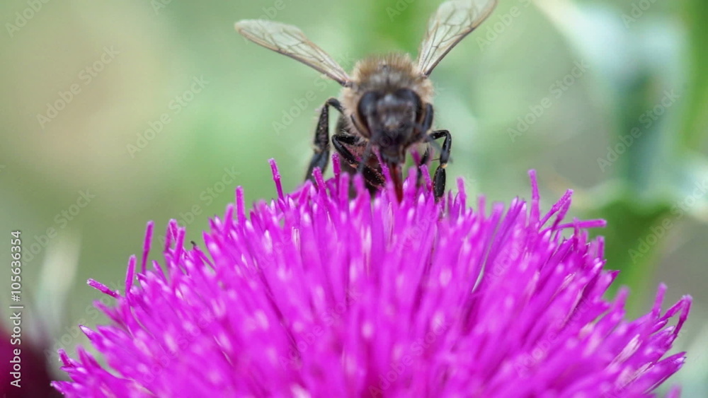 Close up shot of a bee collecting nectar from beautiful pink flower Close up shot of a bee collecting nectar from beautiful pink flower