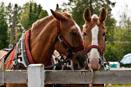 Pull horses taking a break between pulls.