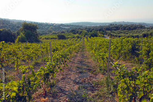 Panoramic view of a vineyard in Crete, Greece.