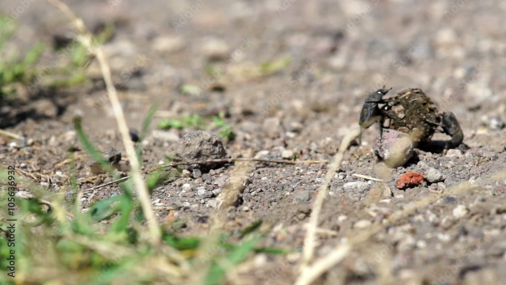 Cooperative work of two dung beetles Cooperative work of two dung beetles