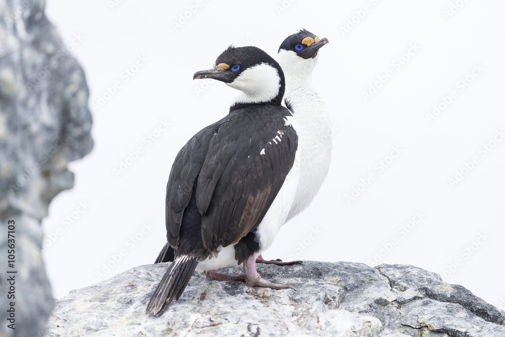 Fototapeta premium Antarctic shag, Phalacrocorax (atriceps) bransfieldensis, Antarctica. Also caled: Blue-eyed shag. 