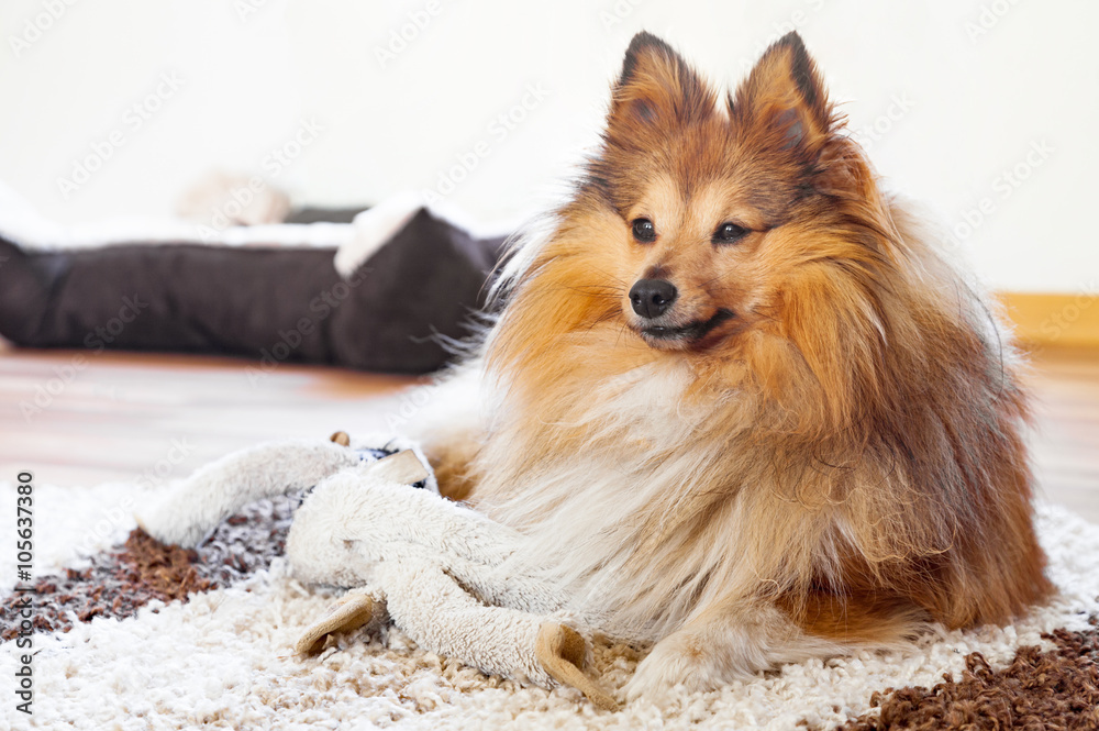 Shetland Sheepdog With Dog Toy