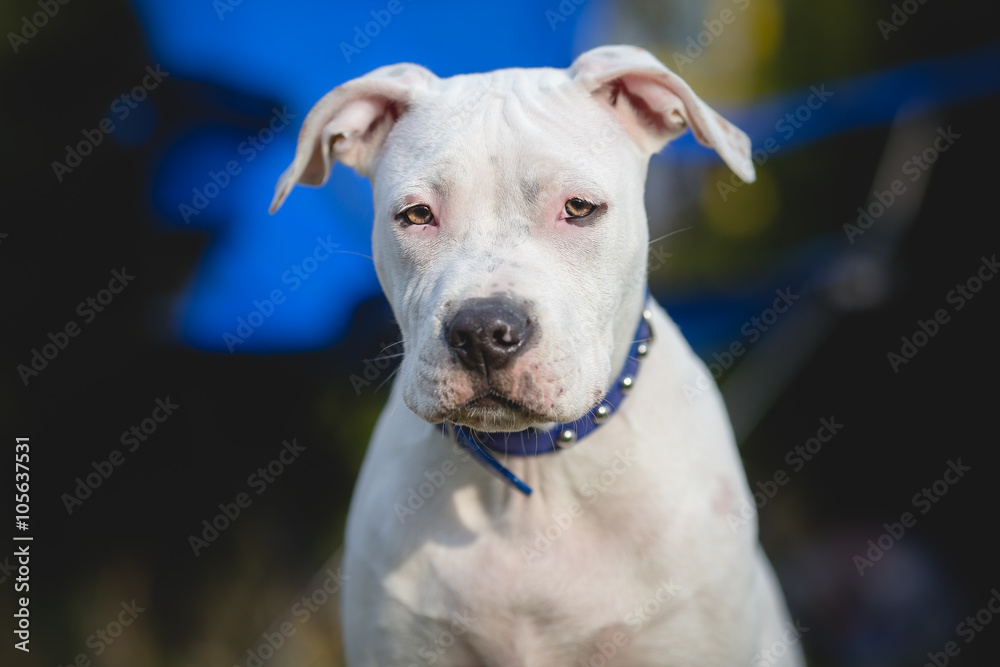 White American staffordshire terrier puppy Portrait