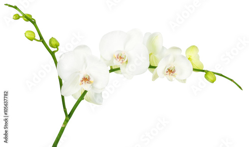 orchid isolated on white background with clip path