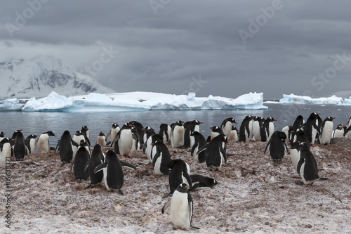 Gentoo Penguin colony, Antarctica. 
