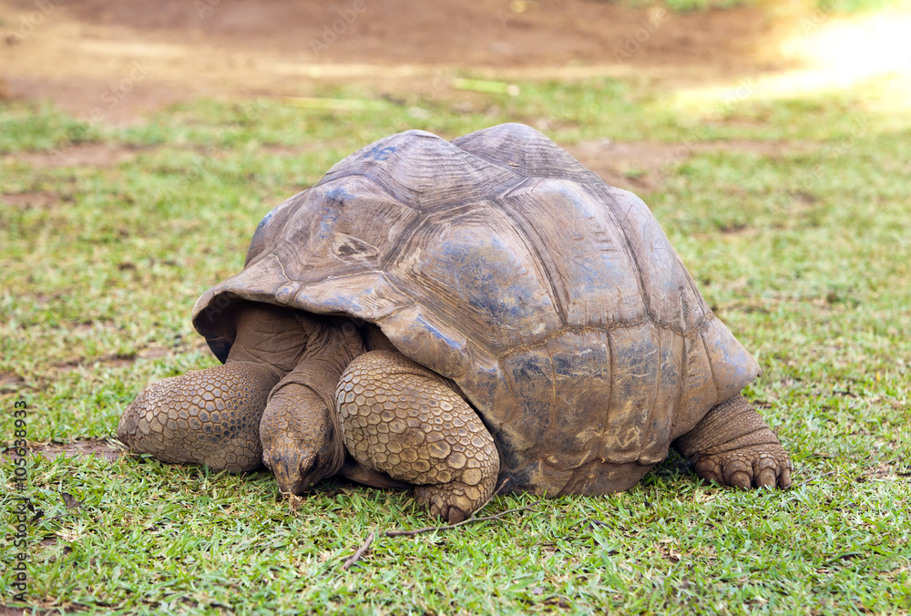 Big Seychelles turtle Big Seychelles turtle