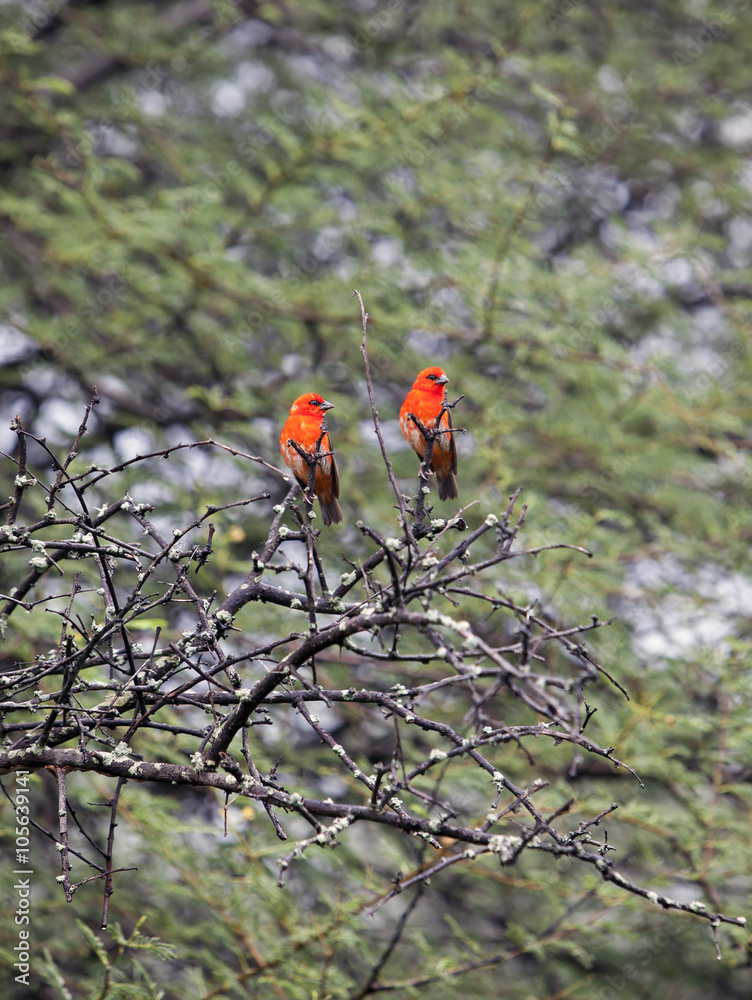 Mauritius, Madagascar Fody (Foudia madagascariensis) Mauritius, Madagascar Fody (Foudia madagascariensis)