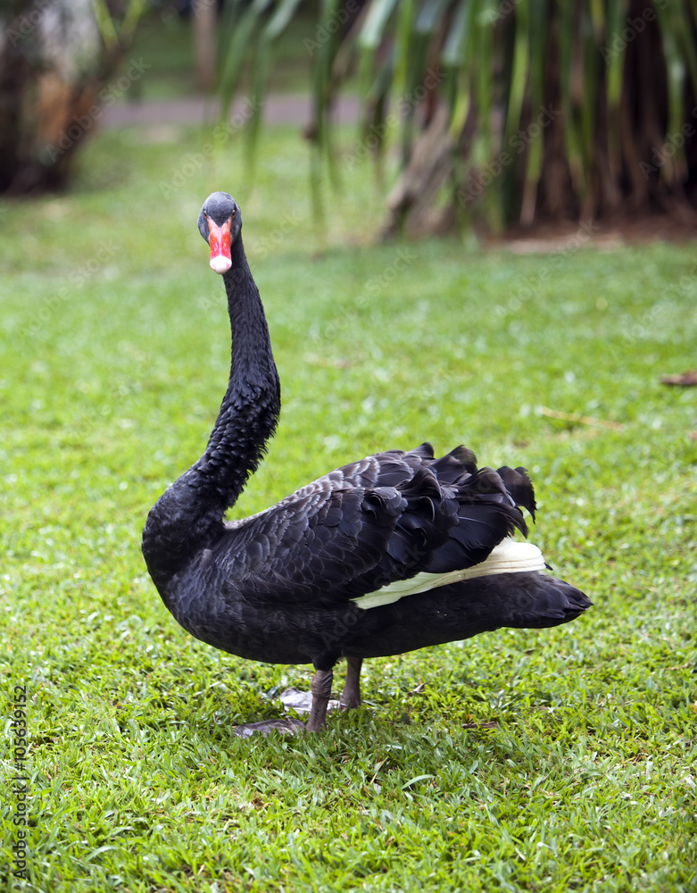 Obraz premium Black swan