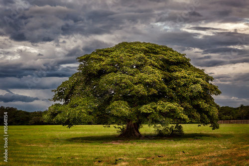 Guanacaste tree standing in the middle of field photo