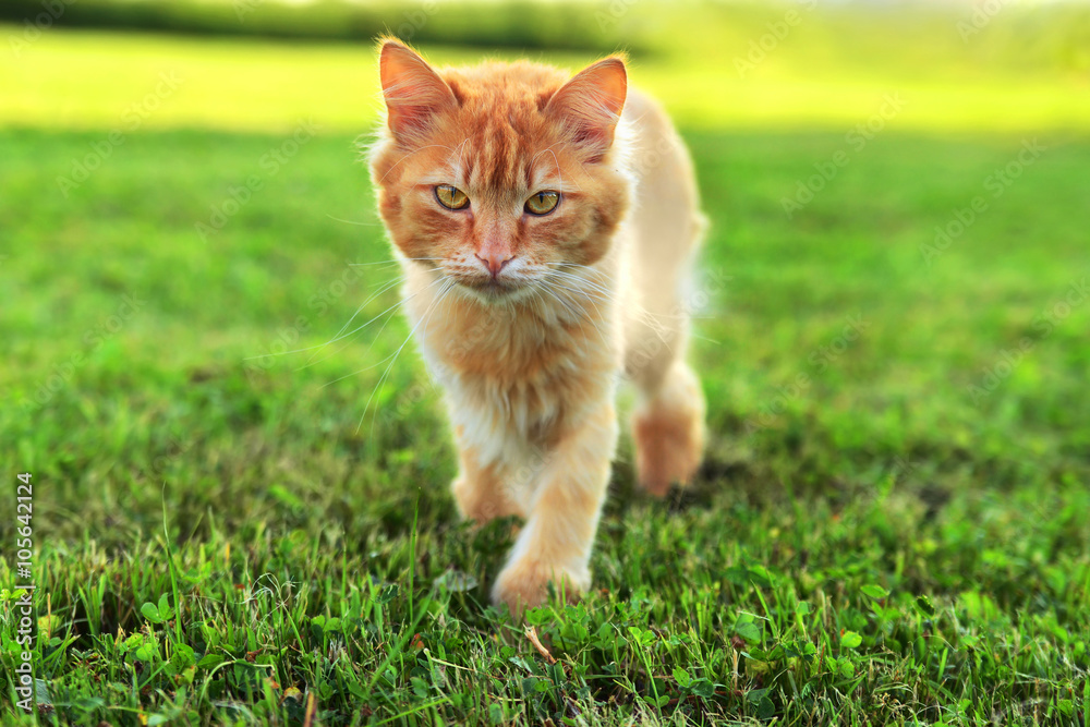 fluffy ginger cat sneaks up across the lawn fluffy ginger cat sneaks up across the lawn
