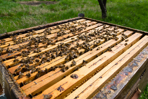 Open hive, beekeeping
