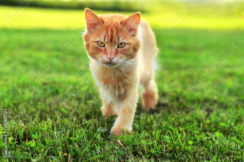 fluffy ginger cat sneaks up across the lawn