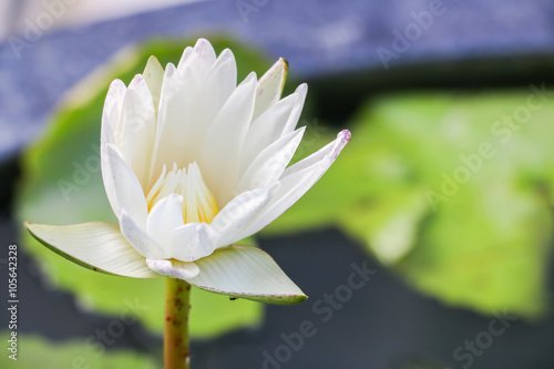 lotus flower 75