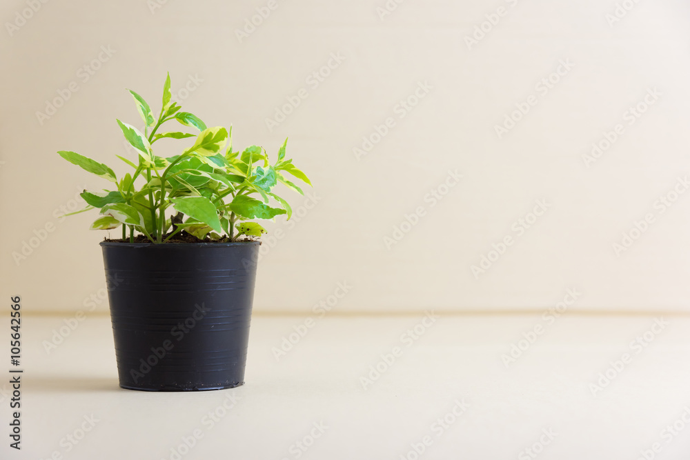 Ornamental plants in pots on the floor Ornamental plants in pots on the floor