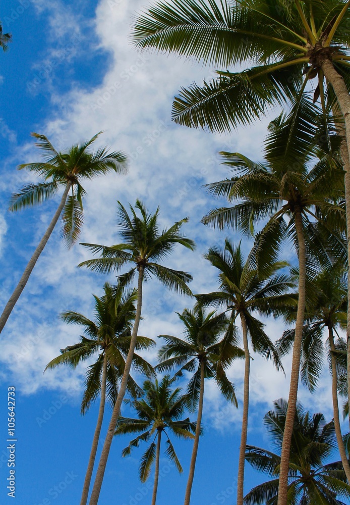 Palme caraibiche Palme caraibiche