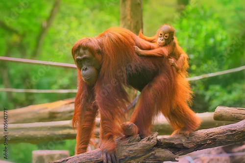 Young orangutan is sleeping on its mother photo