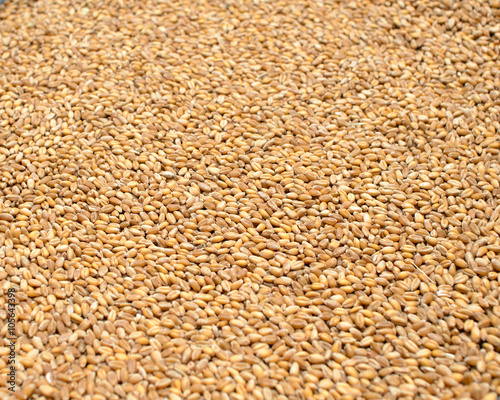 Seed of wheat. Processed organic wheat grains as agricultural base. organic concept