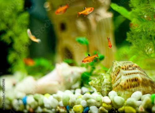 cute little fish in an aquarium