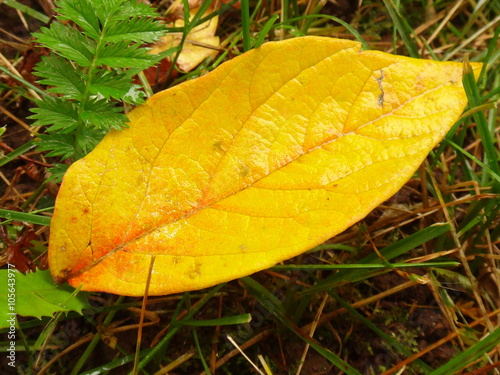 Желтый лист на траве осенним днем