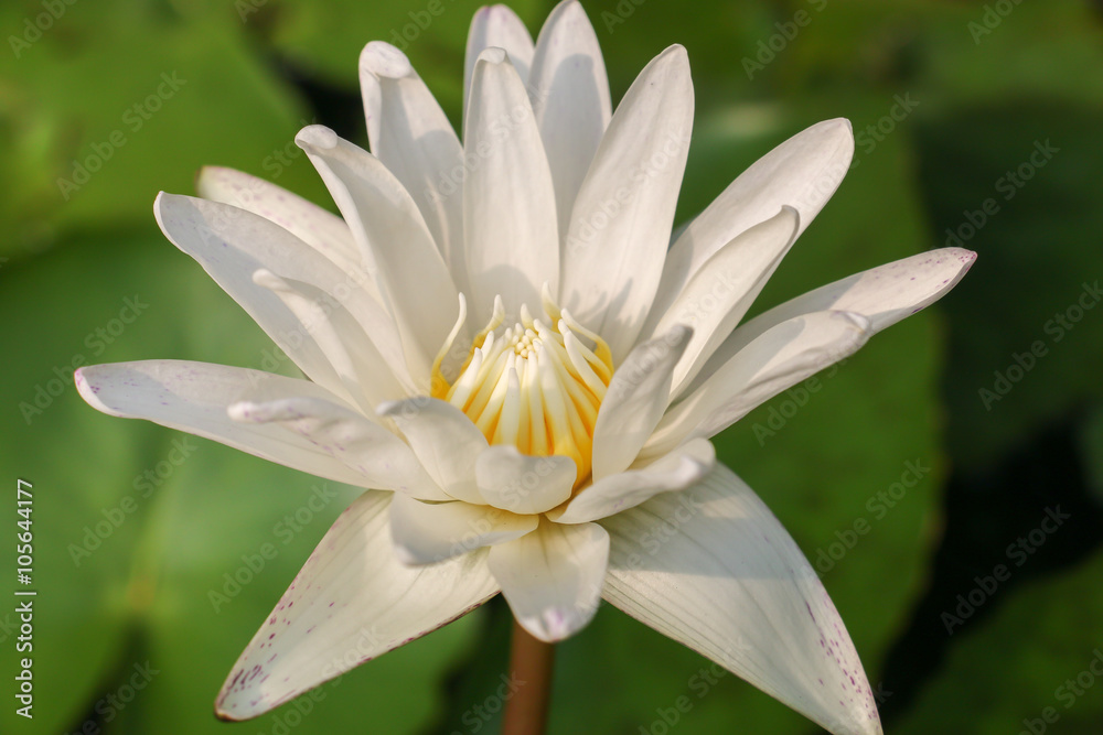 lotus 69 lotus 69