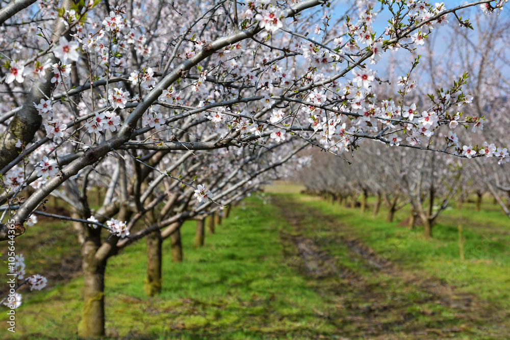 Rows of blooming almond trees in an orchard