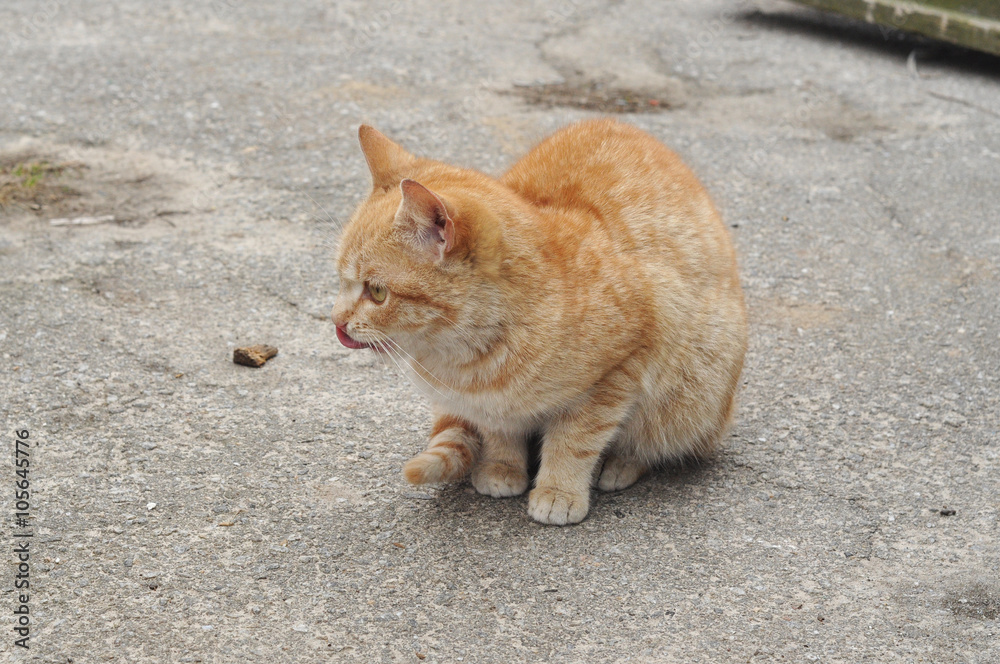 Red cat licked on the street