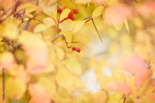 autumn leaves background. selective focus