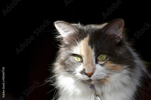Calico cat portrait
