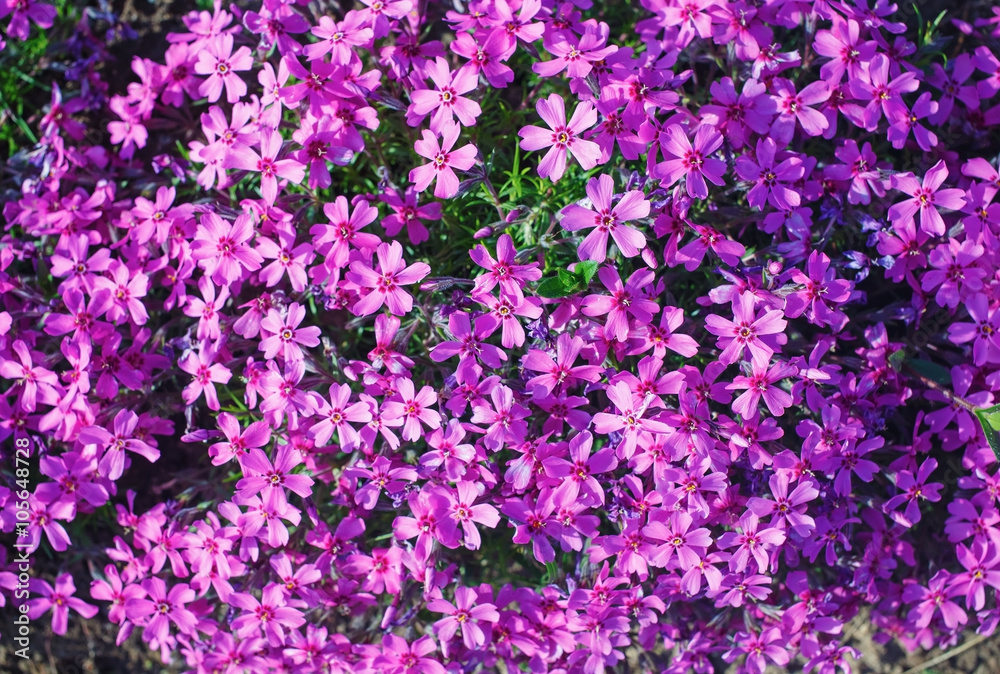 Purple phlox subulata. Background of flowers phlox subulata.