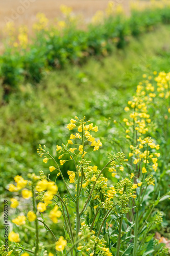 Yellow rape flower bloom in farmland