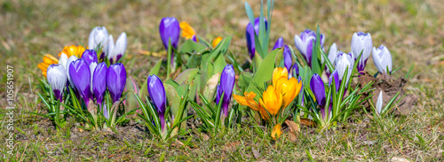 Blühende Krokusse im Frühling