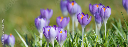 Blühende Krokusse im Frühling photo