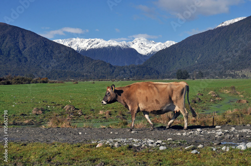Cows walk back to the paddock after milking on a dairy farm, West Coast, New Zealand © Lakeview Images