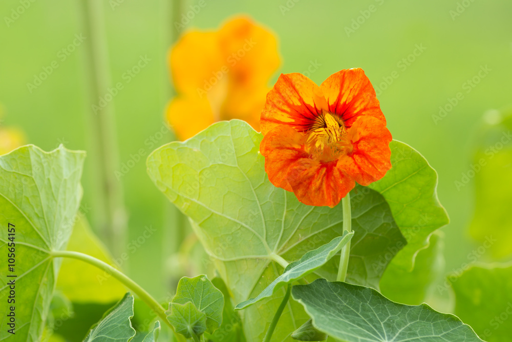 Blooming nasturtium flower Blooming nasturtium flower