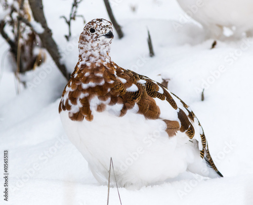 Willow ptarmigan in Denali National Park